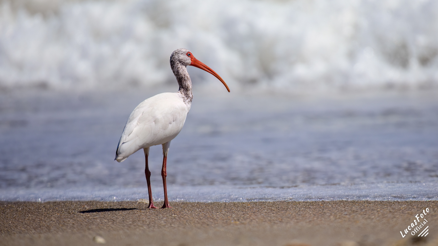 White Ibis