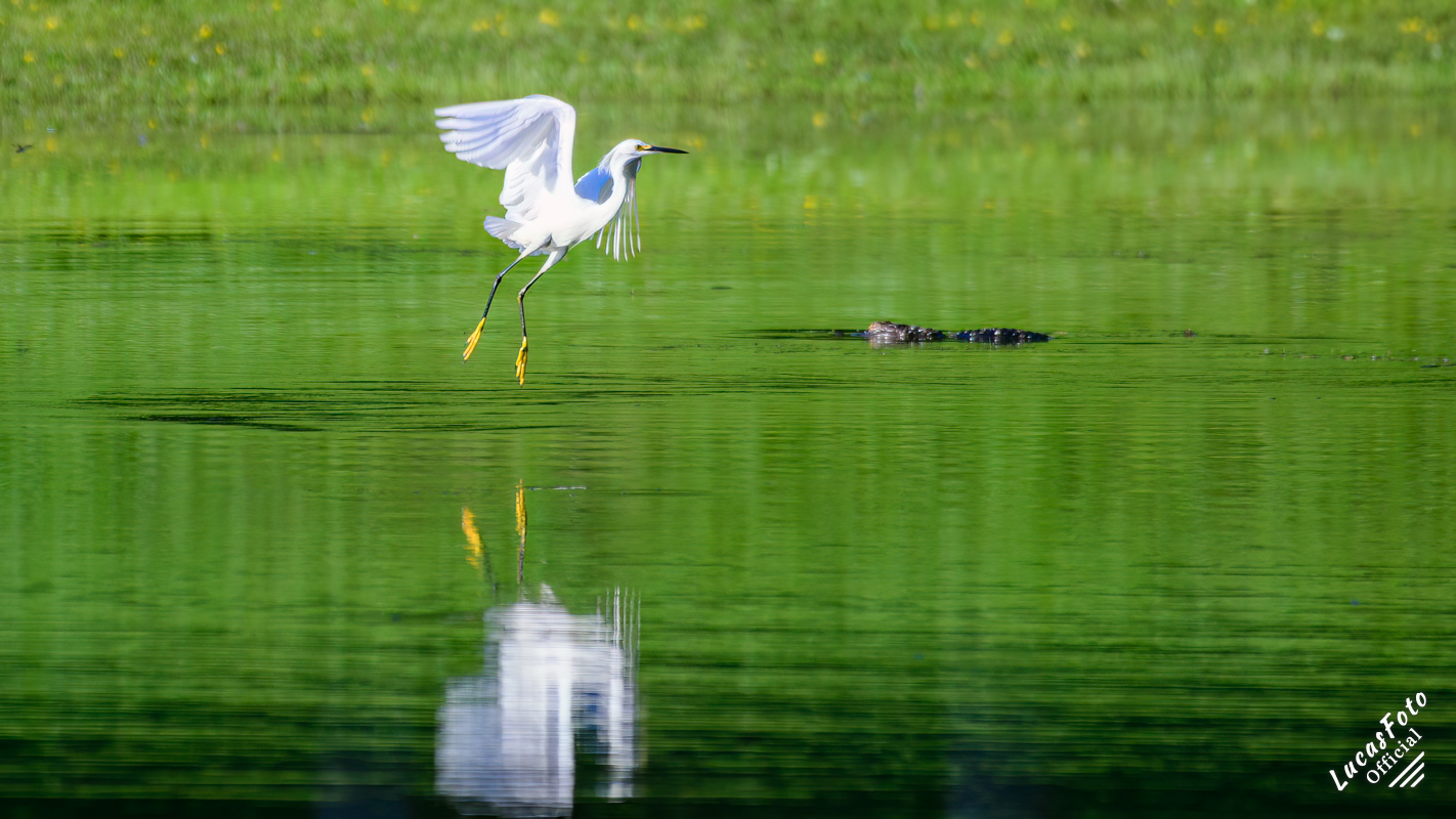 Snowy Egret