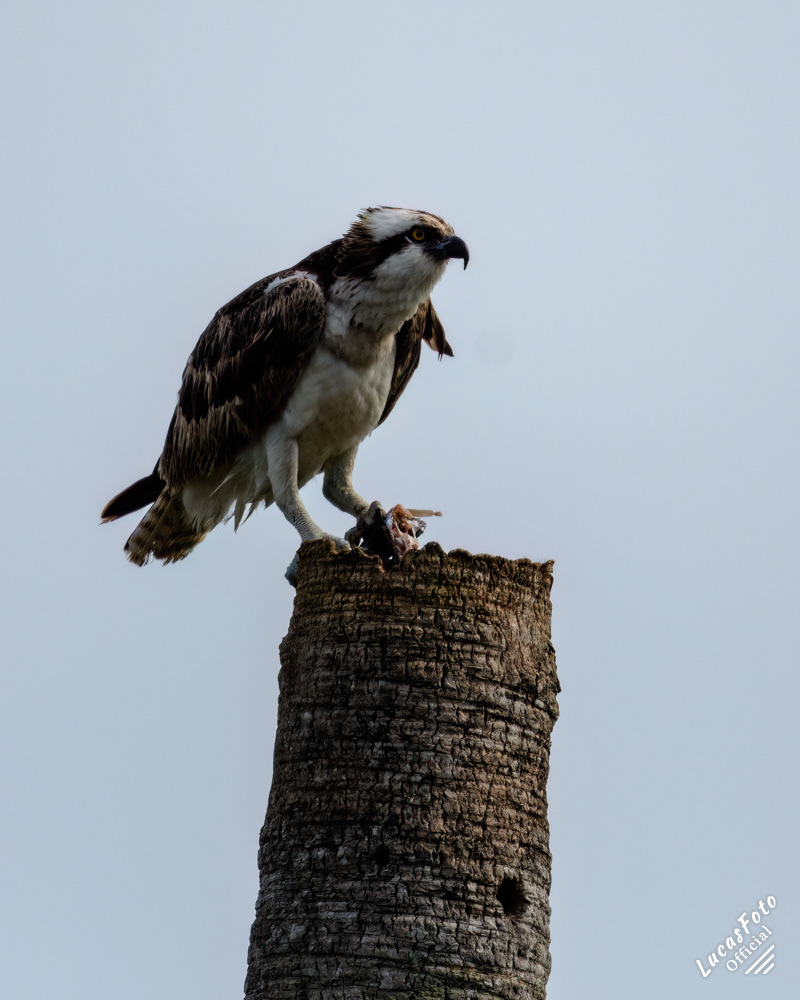 Osprey