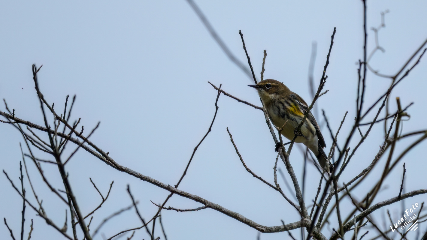 Yellow-rumped Warbler