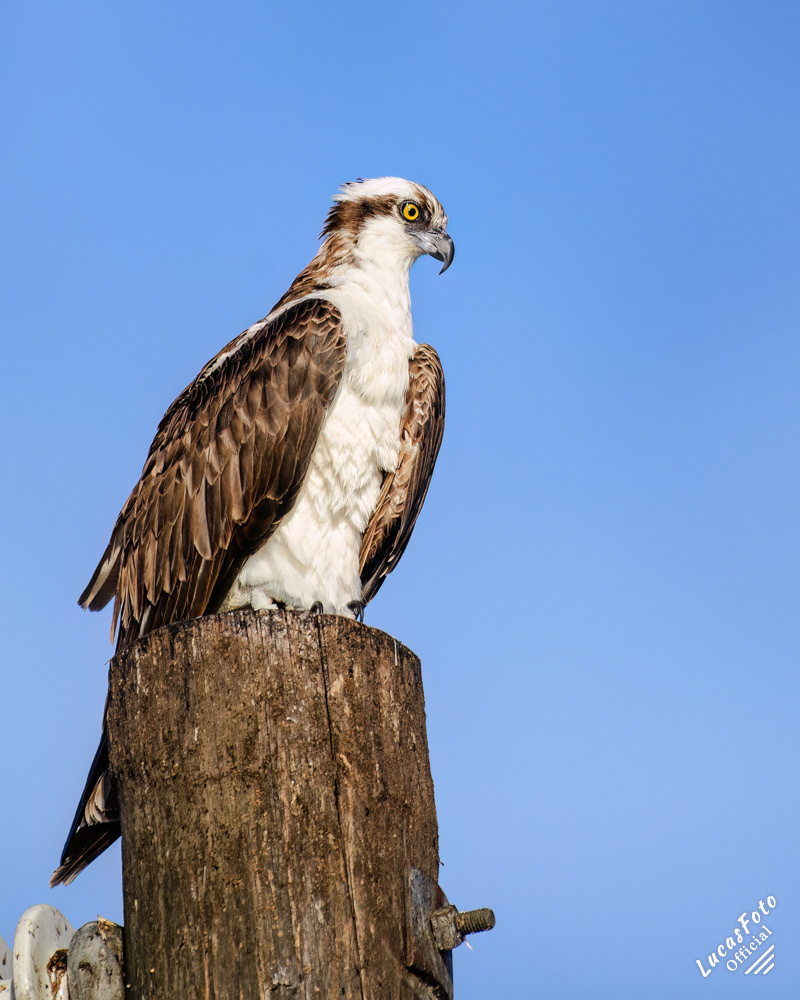 Osprey