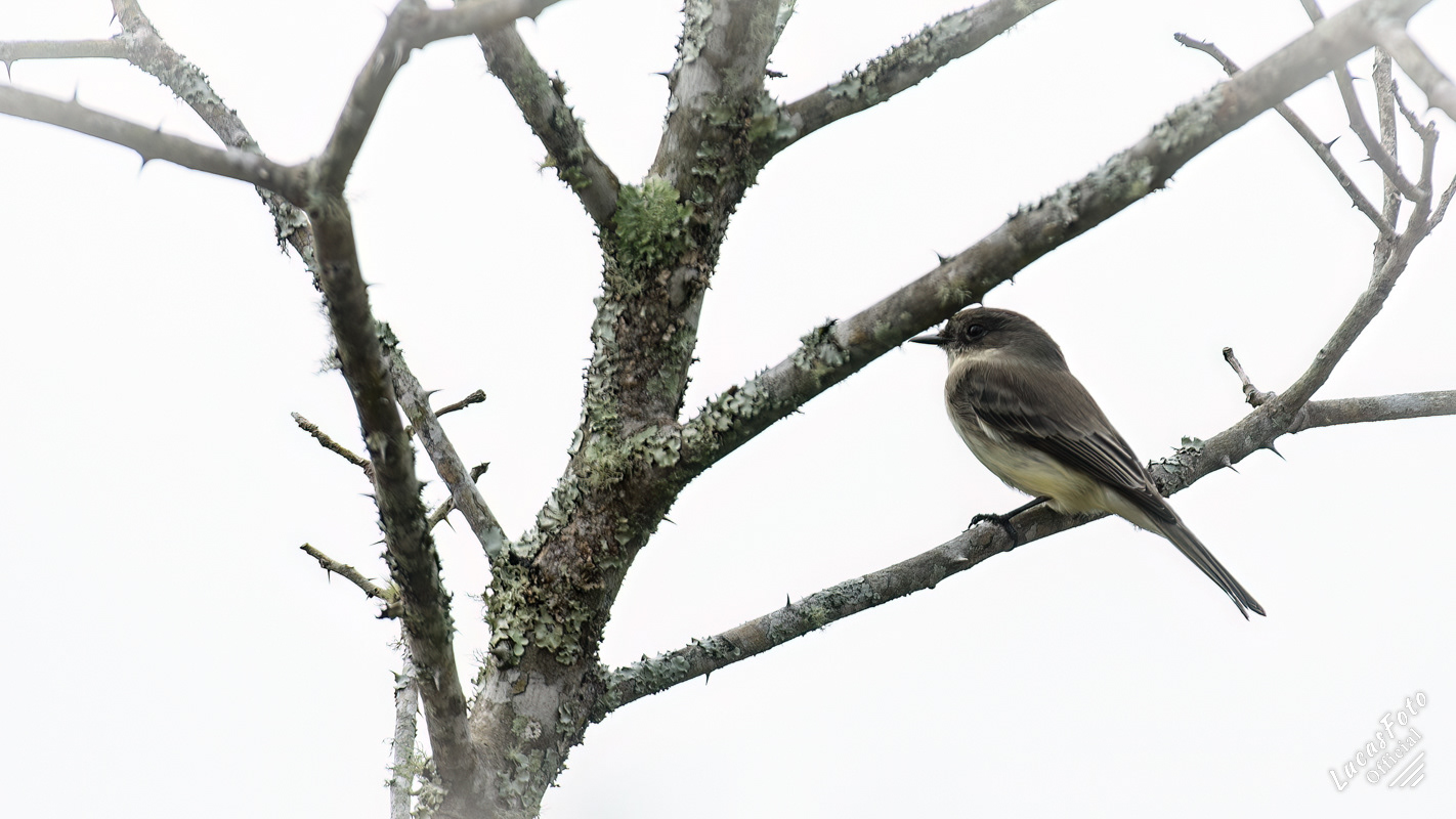 Eastern Phoebe