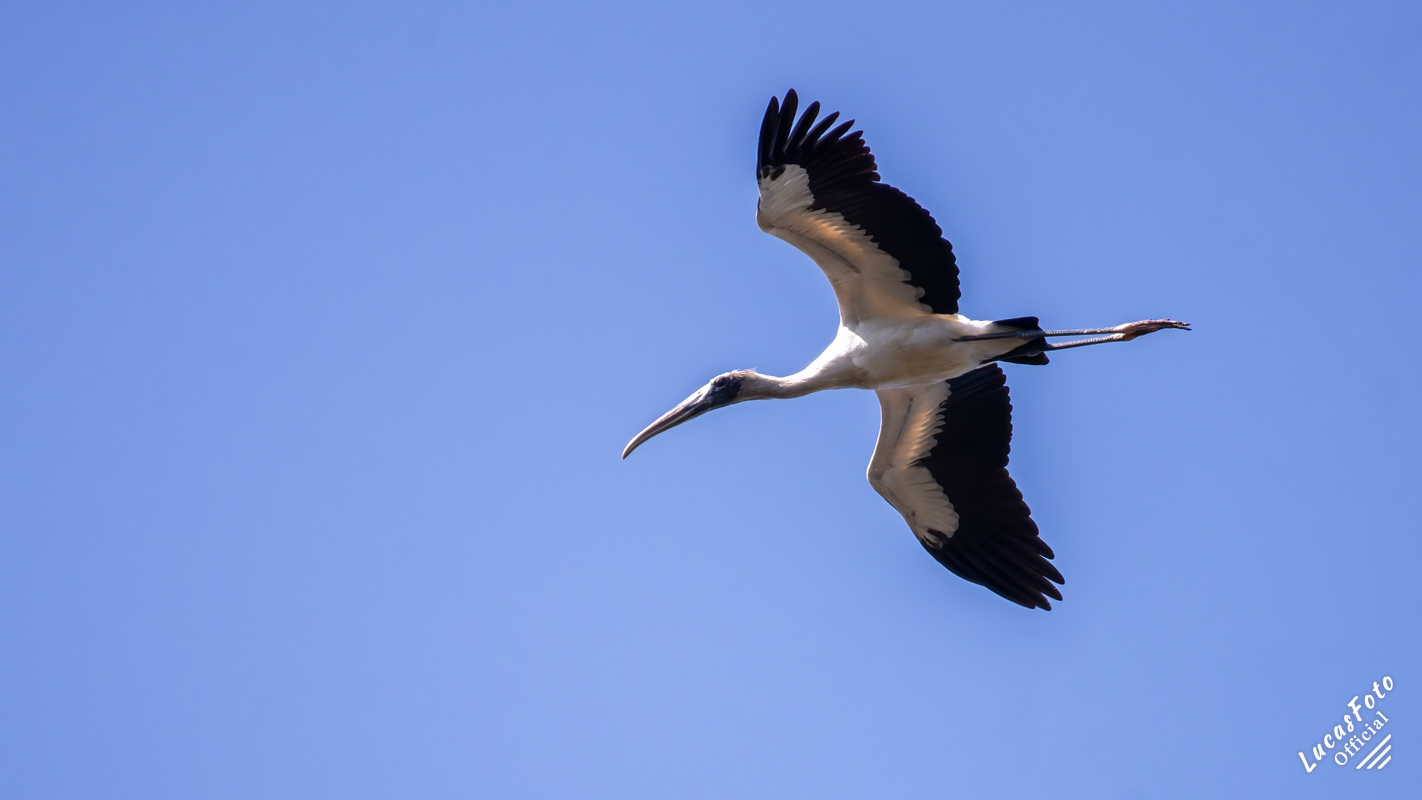Wood Stork