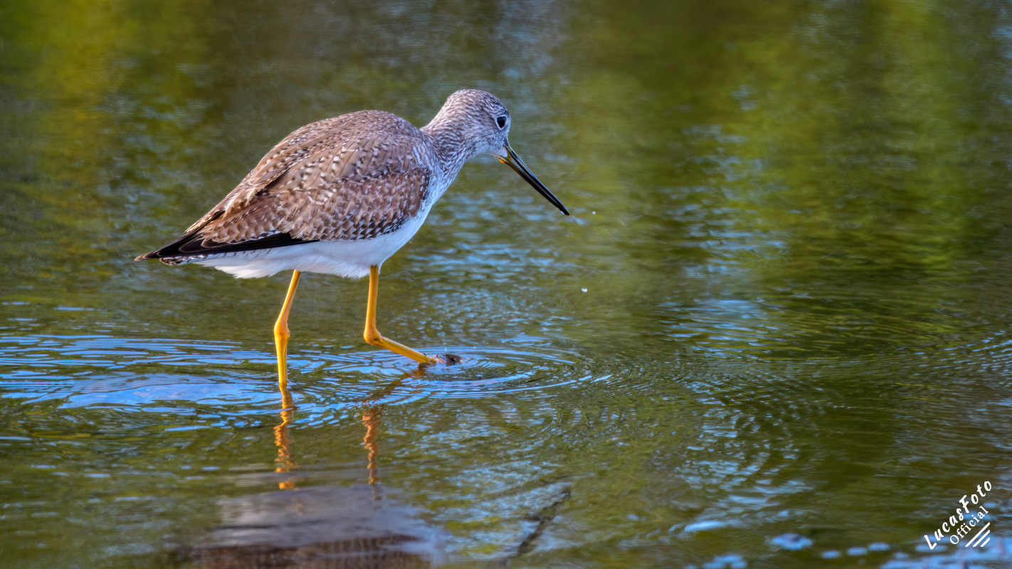 Lesser Yellowlegs