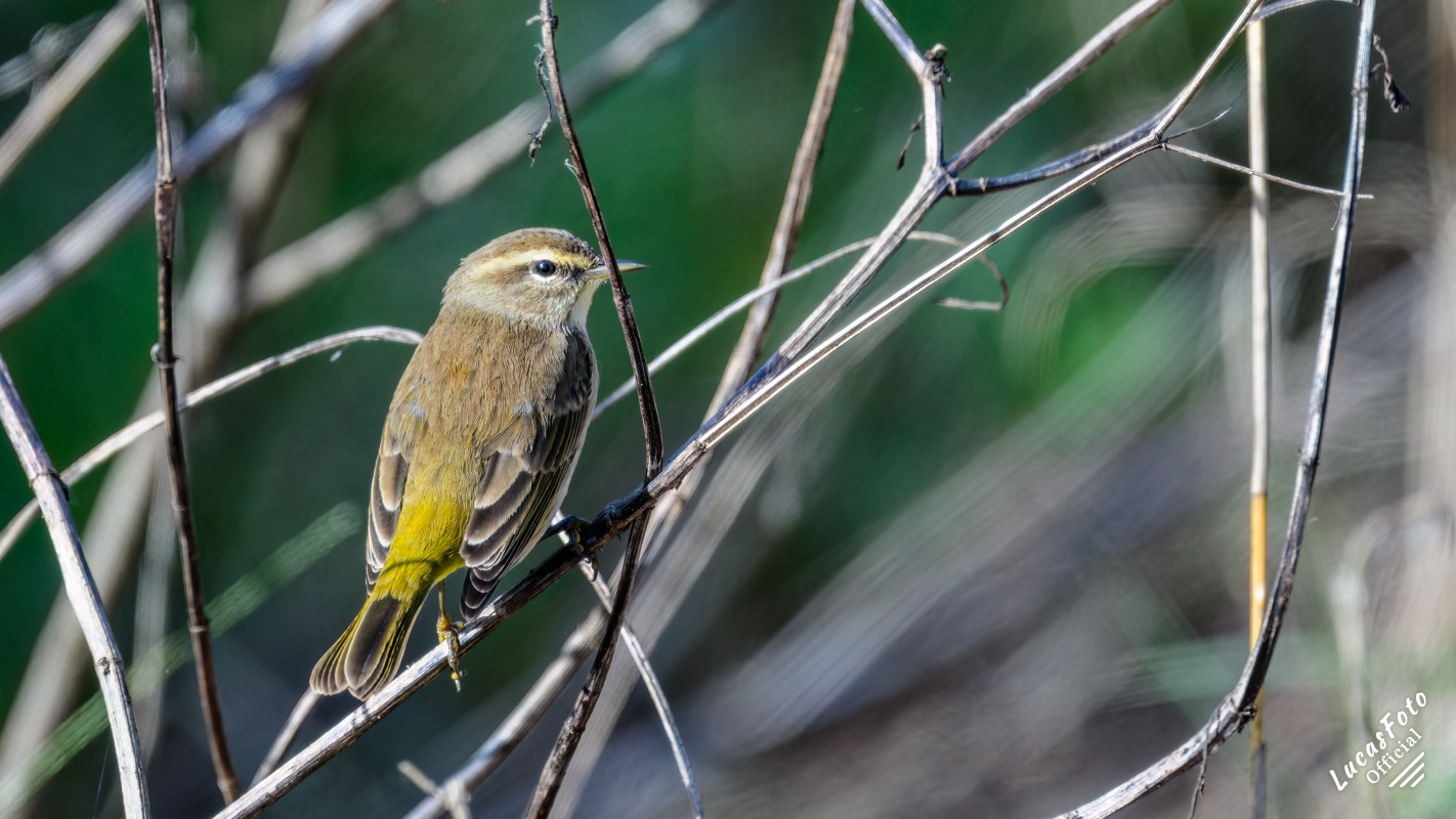 Palm Warbler