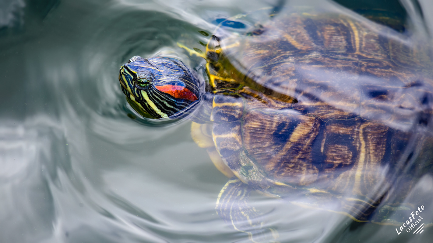 Red-eared Slider