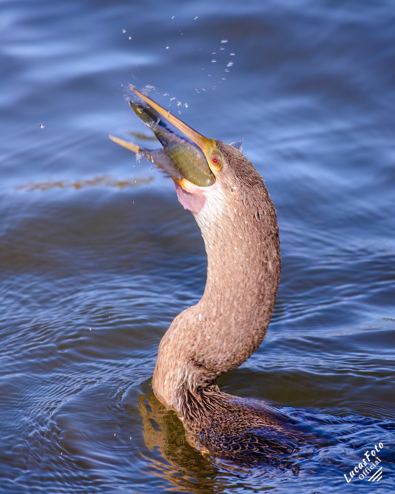 Anhinga