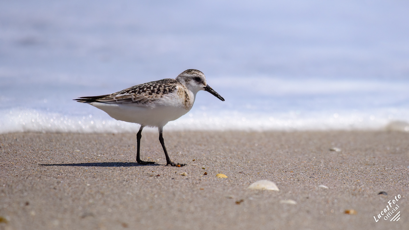 Sanderling