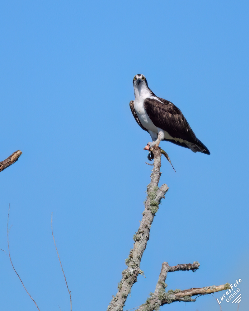 Osprey