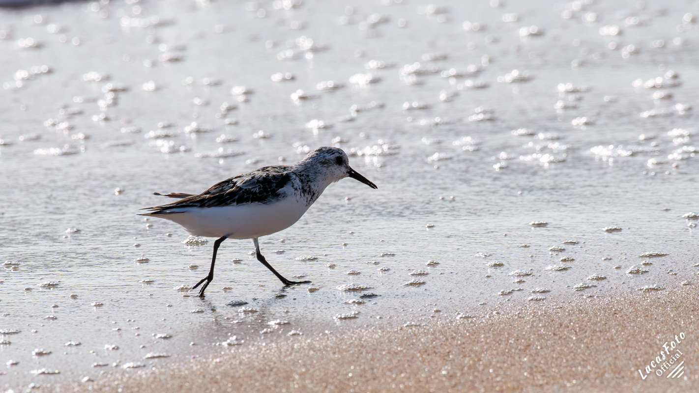 Sanderling