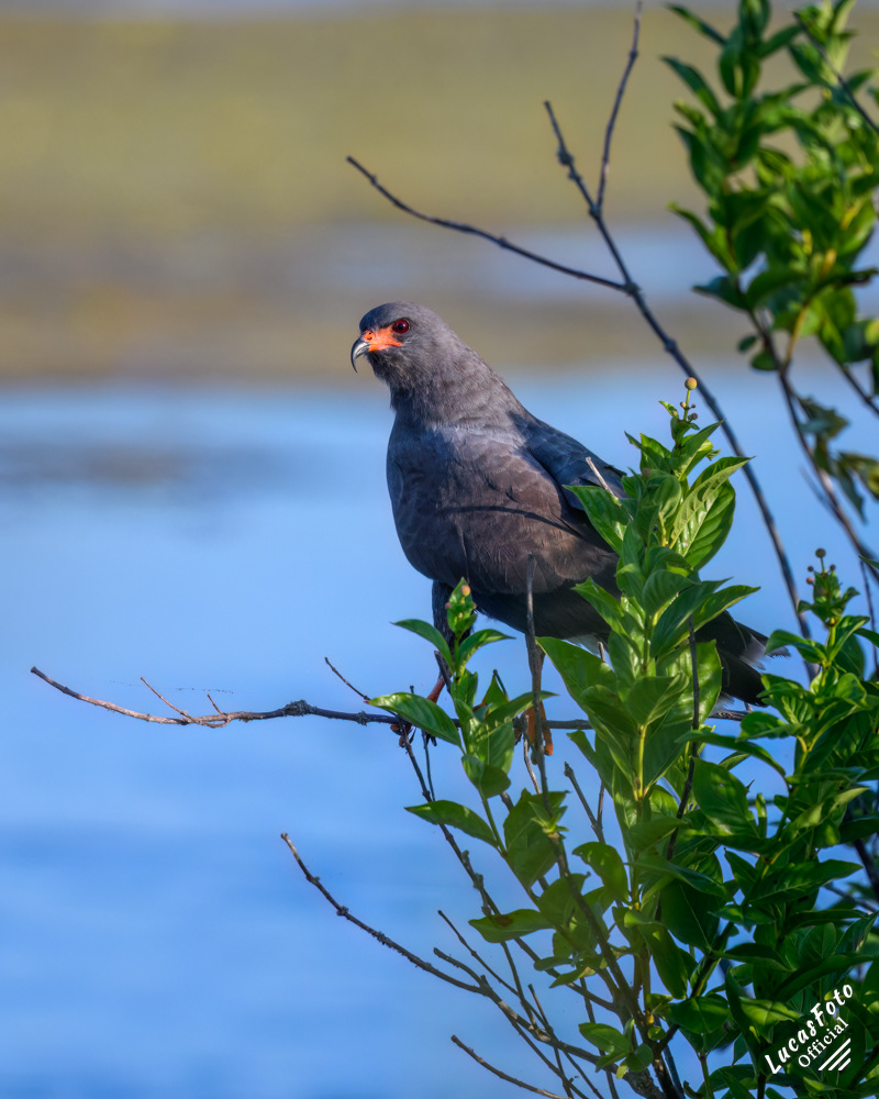 Snail Kite