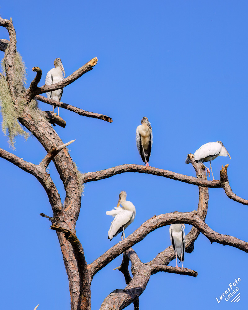 Wood Stork