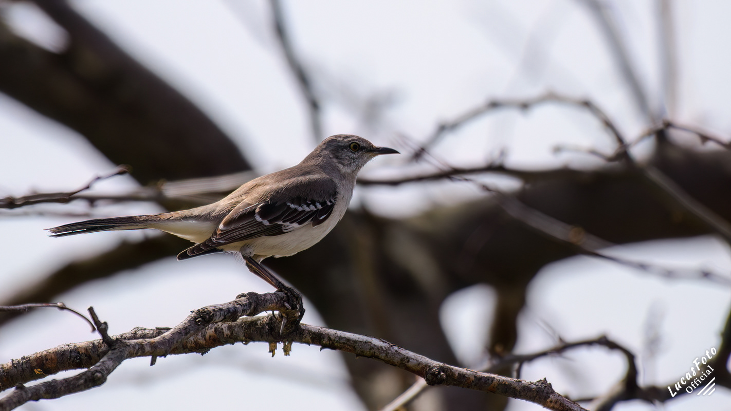 Northern Mockingbird