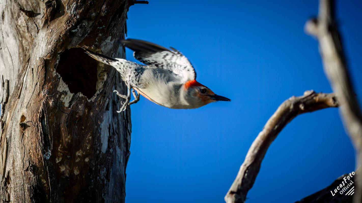 Red-bellied Woodpecker