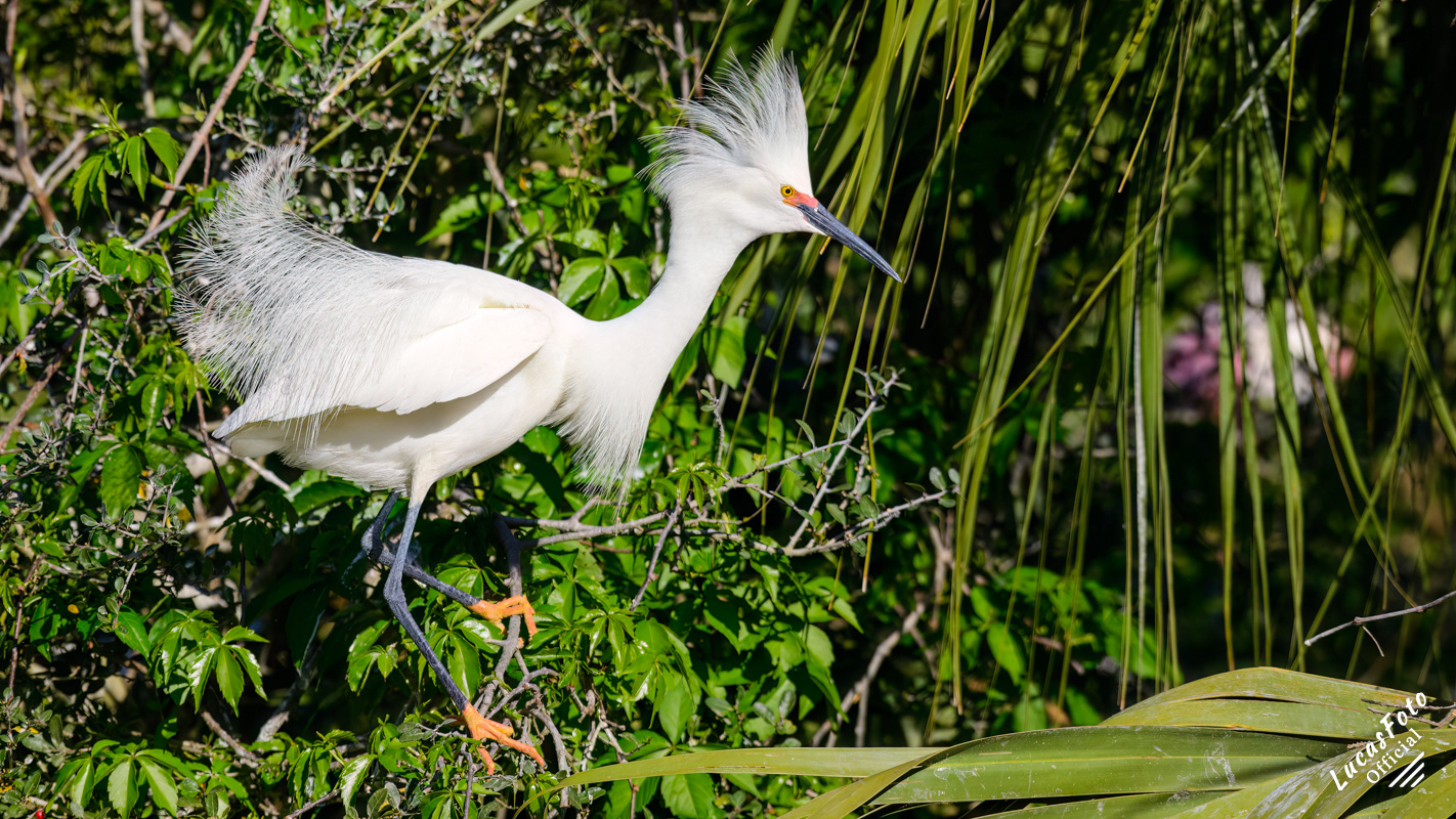 Snowy Egret
