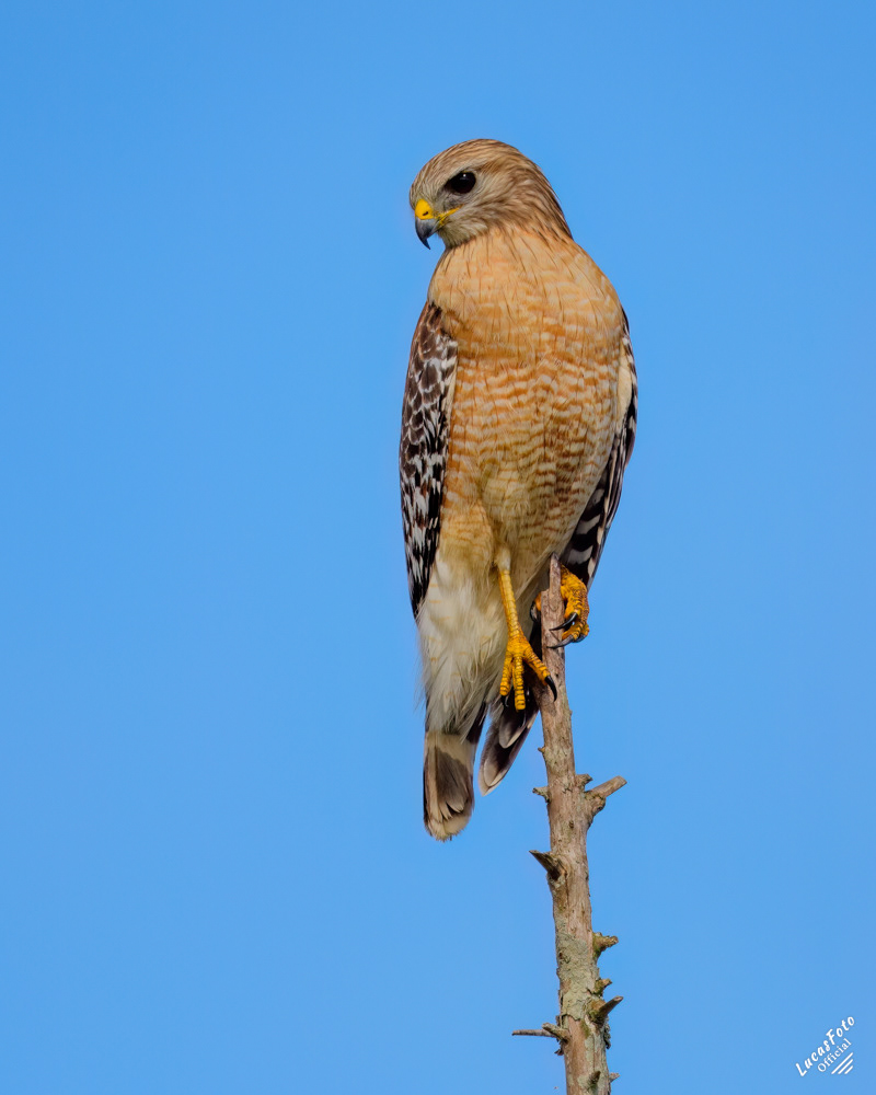 Red-shouldered Hawk