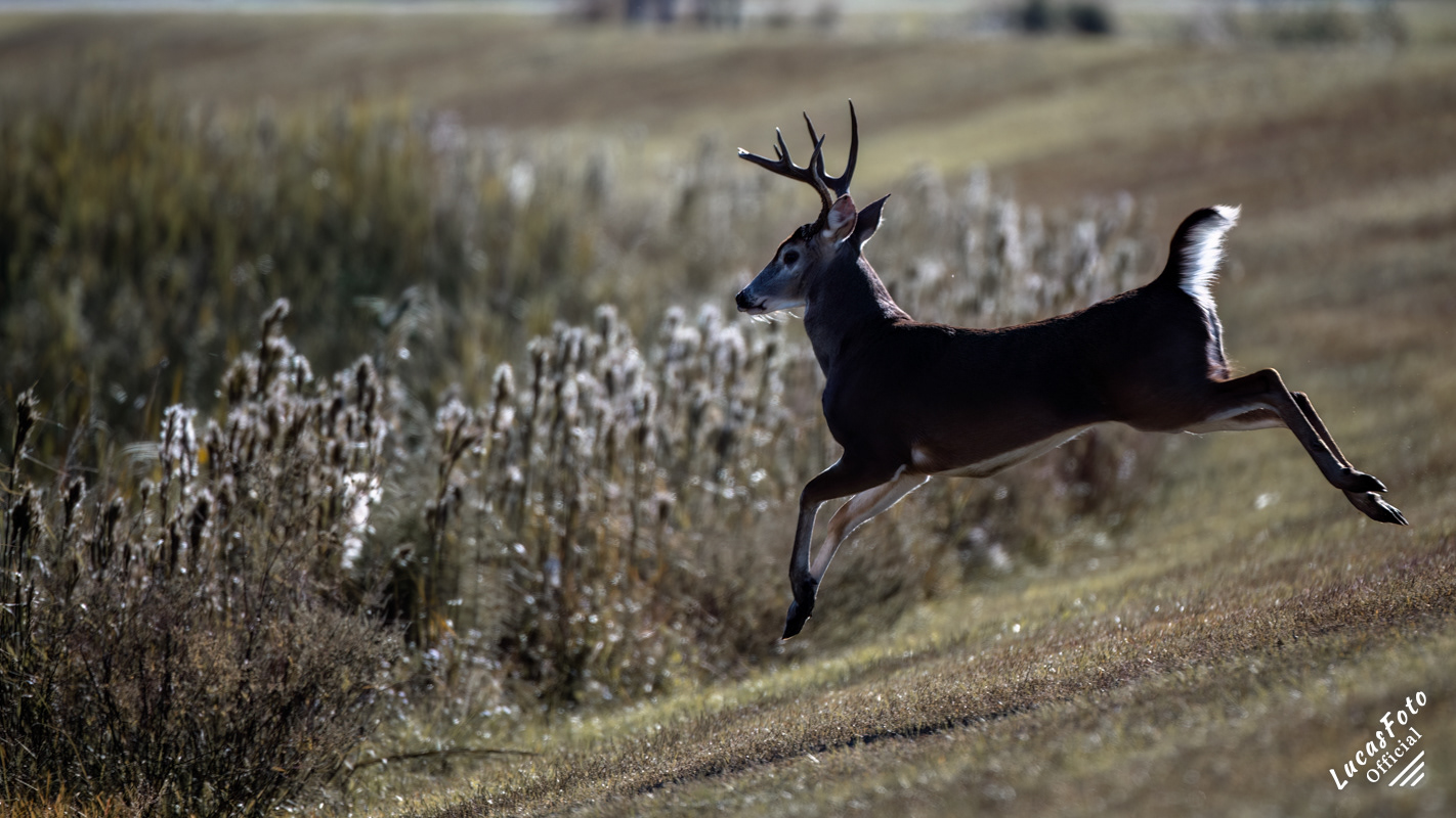Whitetail