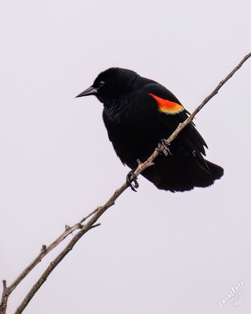 Red-winged Blackbird