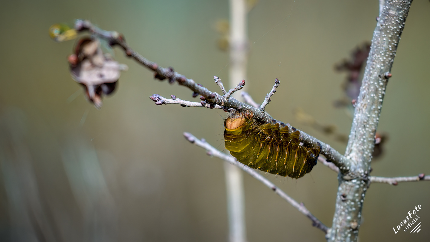 Luna Moth Caterpillar