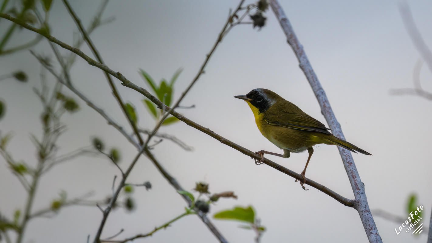 Common Yellowthroat