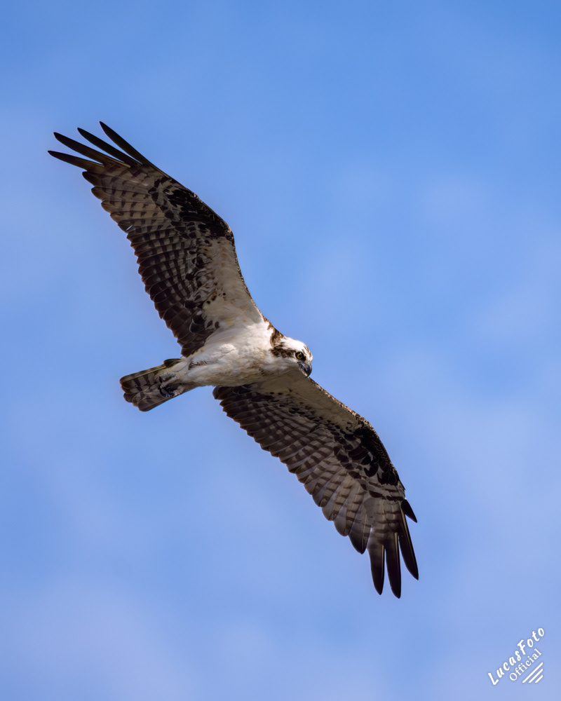 Osprey