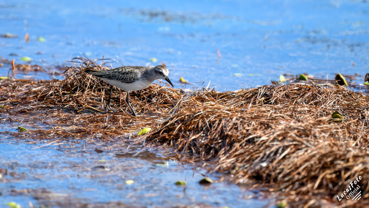 Sanderling