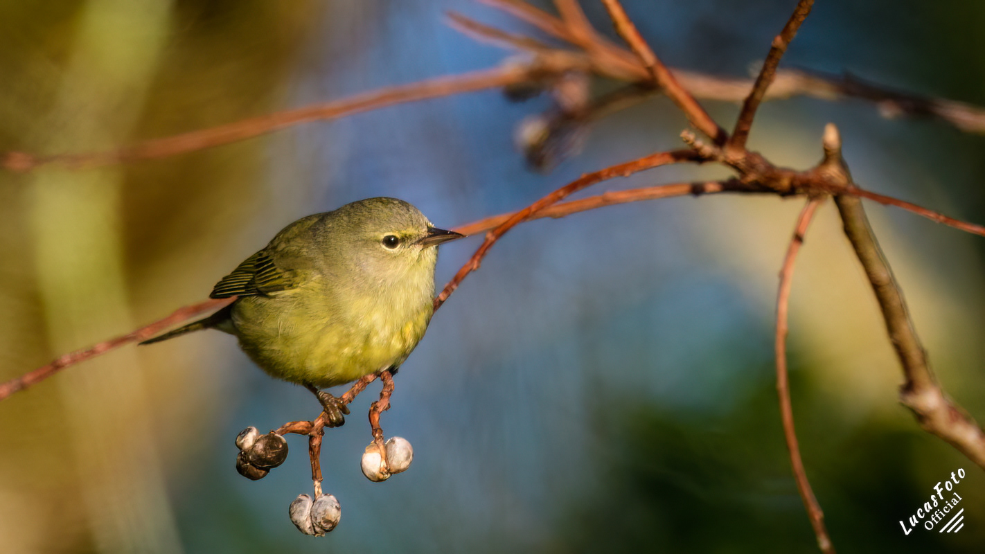 Orange-crowned Warbler