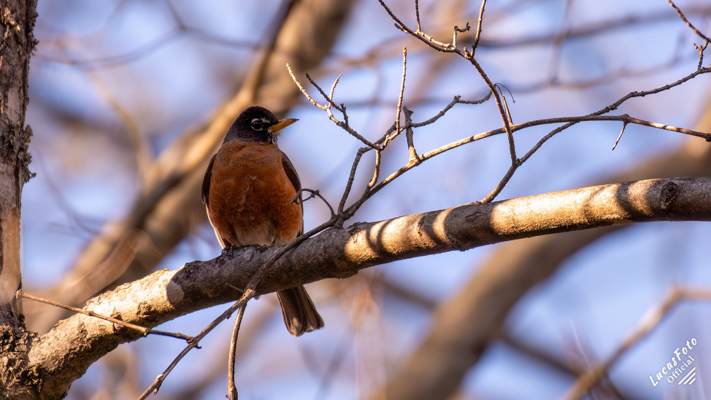 American Robin