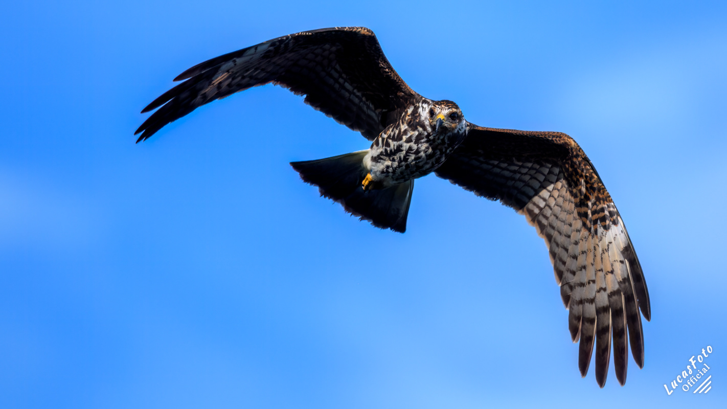 Snail Kite