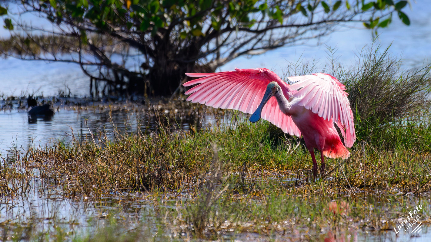 Roseate Spoonbill