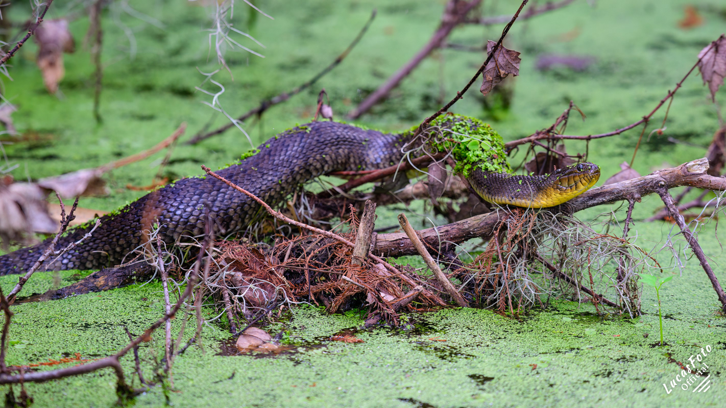 Florida Green Watersnake