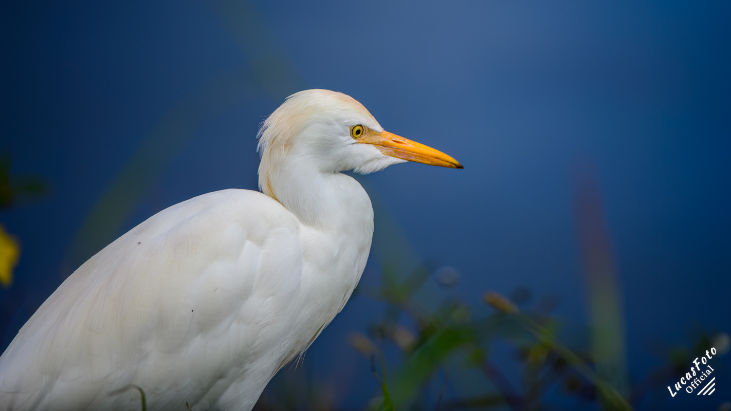 Cattle Egret