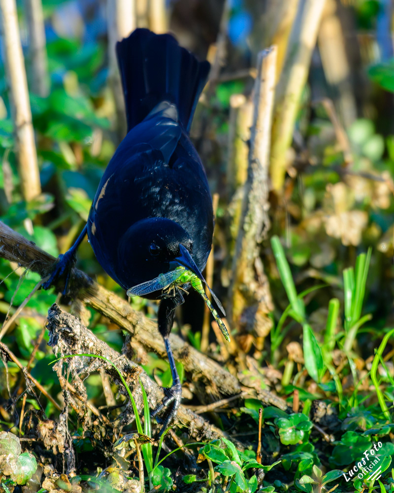 Red-winged Blackbird