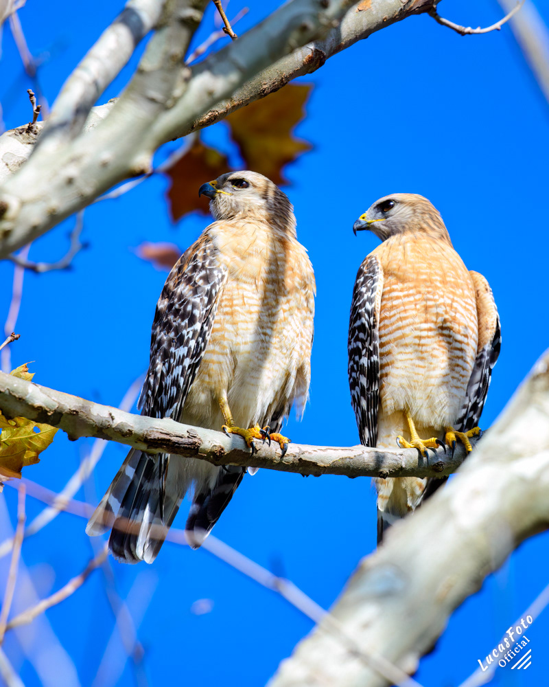 Red-shouldered Hawk