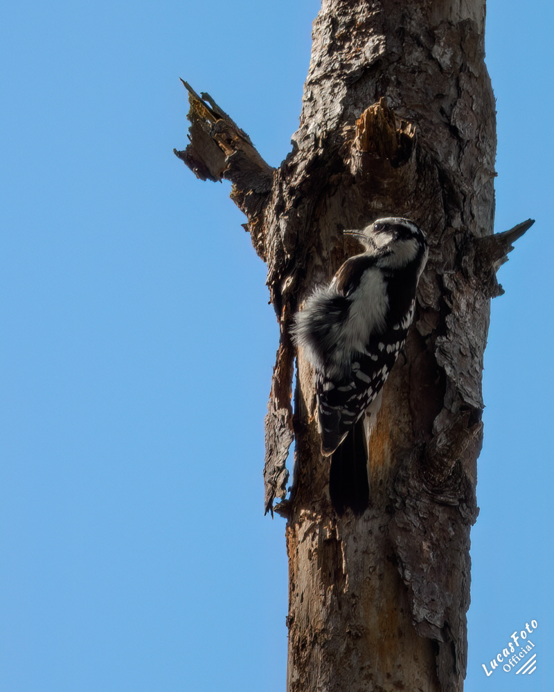 Downy Woodpecker