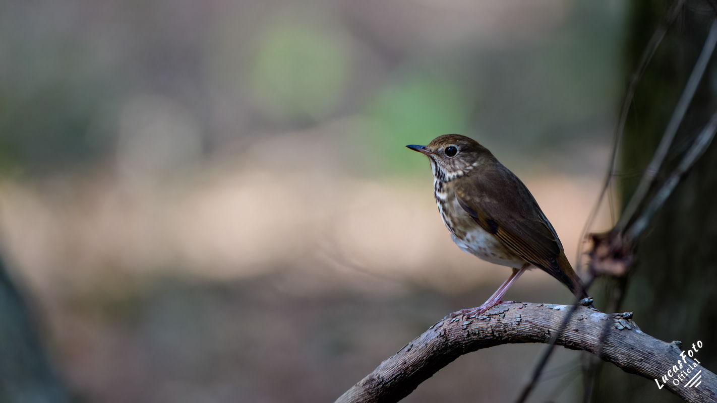 Hermit Thrush