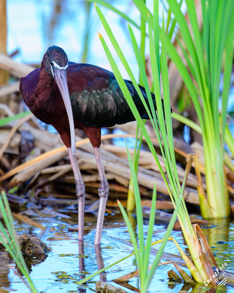 Glossy Ibis