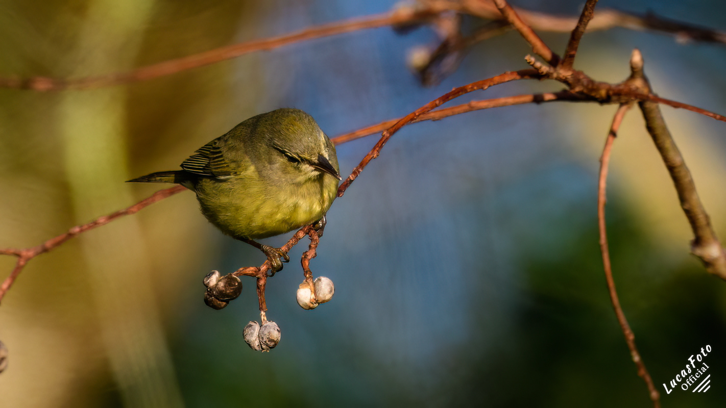 Orange-crowned Warbler
