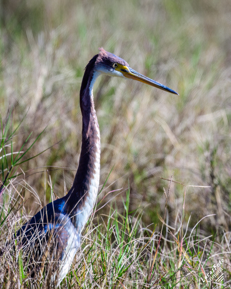 Tricolored Heron