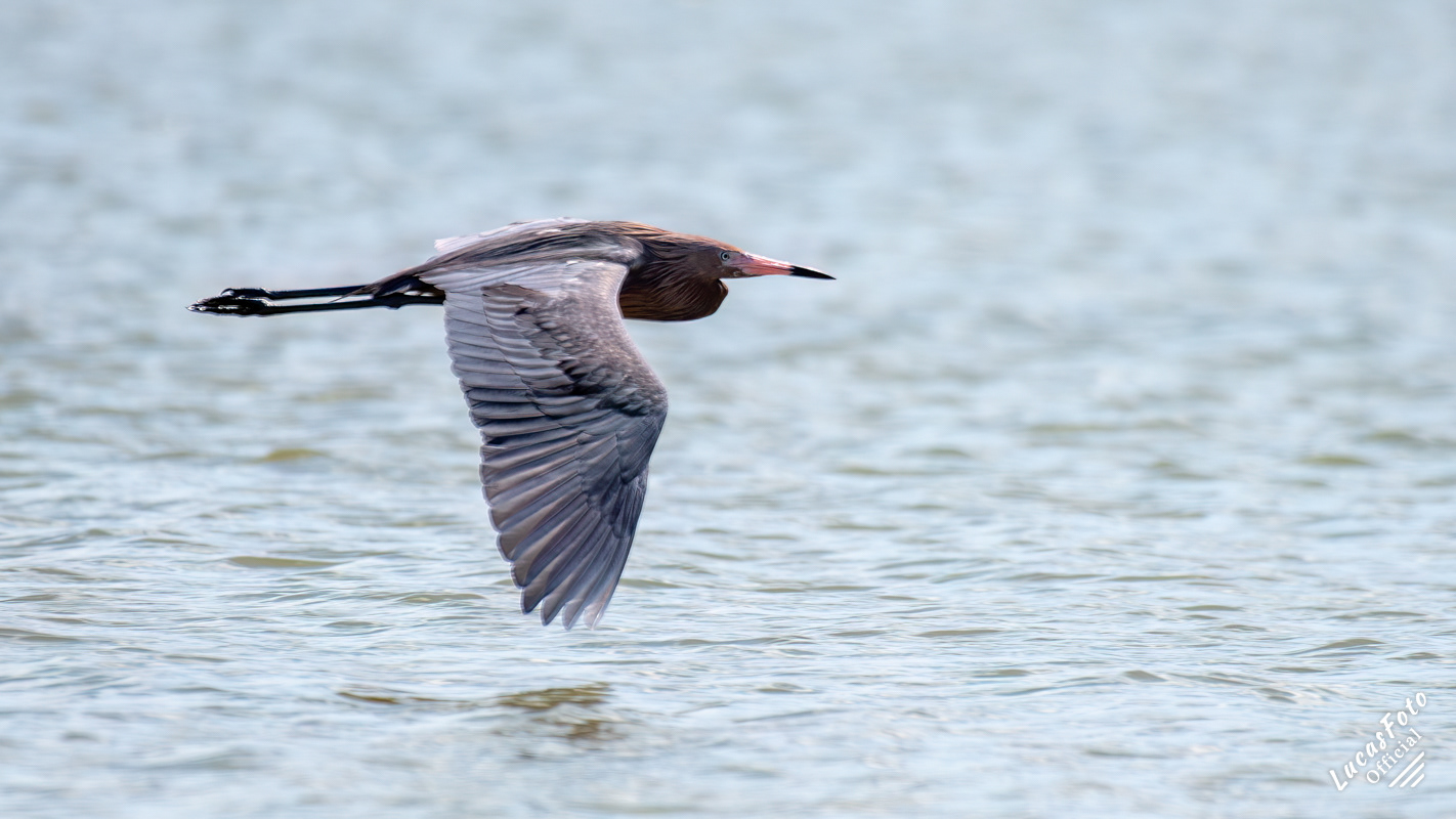 Reddish Egret