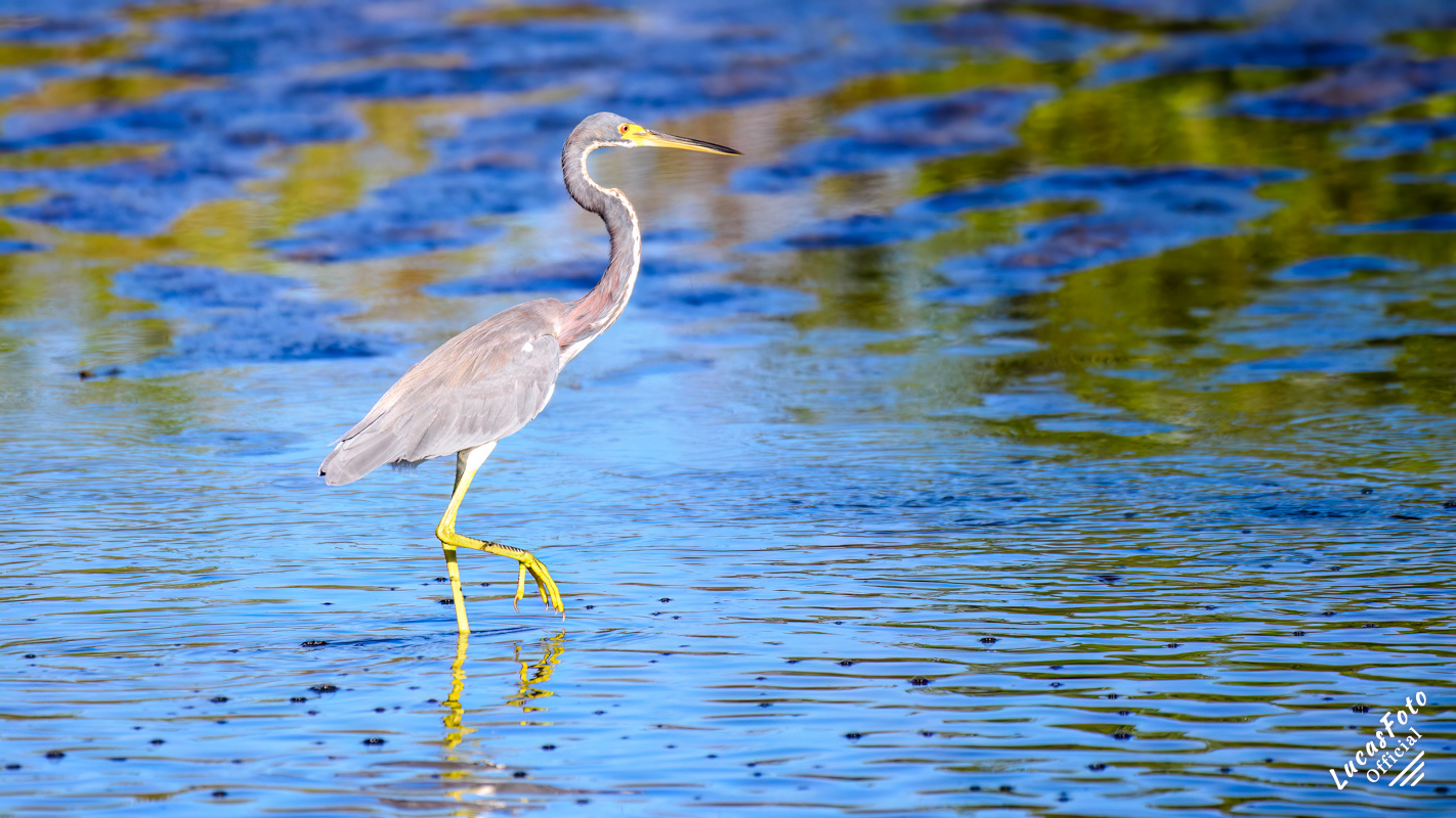 Tricolored Heron