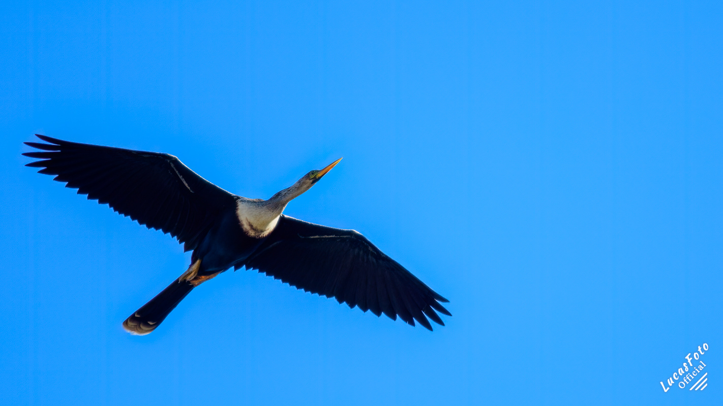 Anhinga