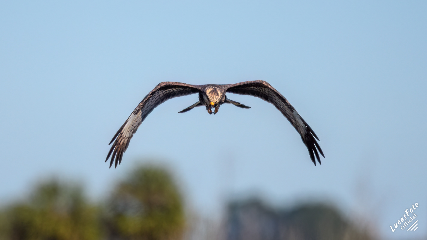 Snail Kite