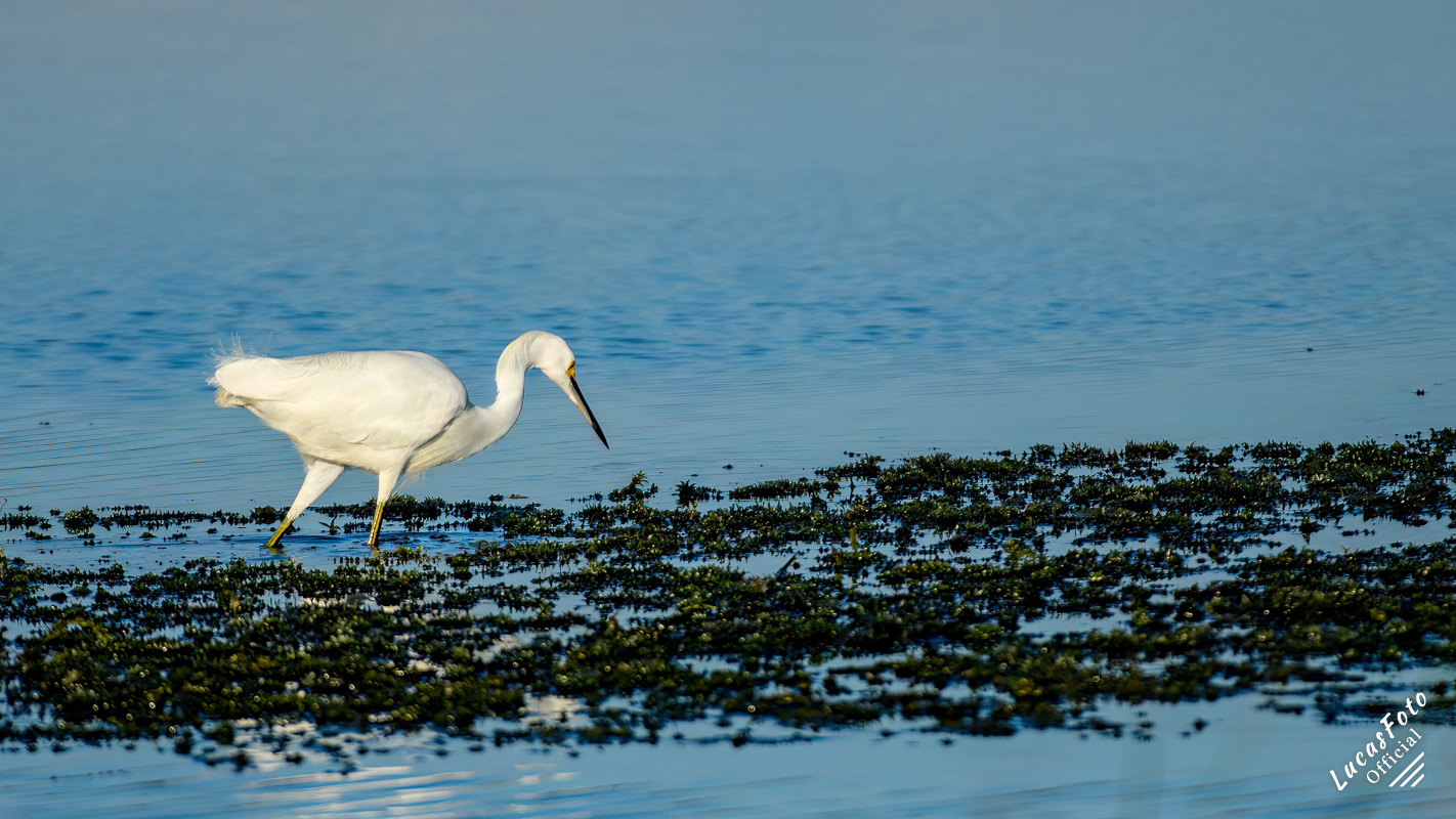 Snowy Egret
