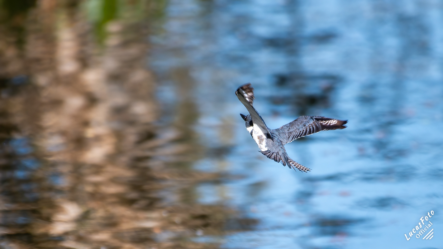 Belted Kingfisher