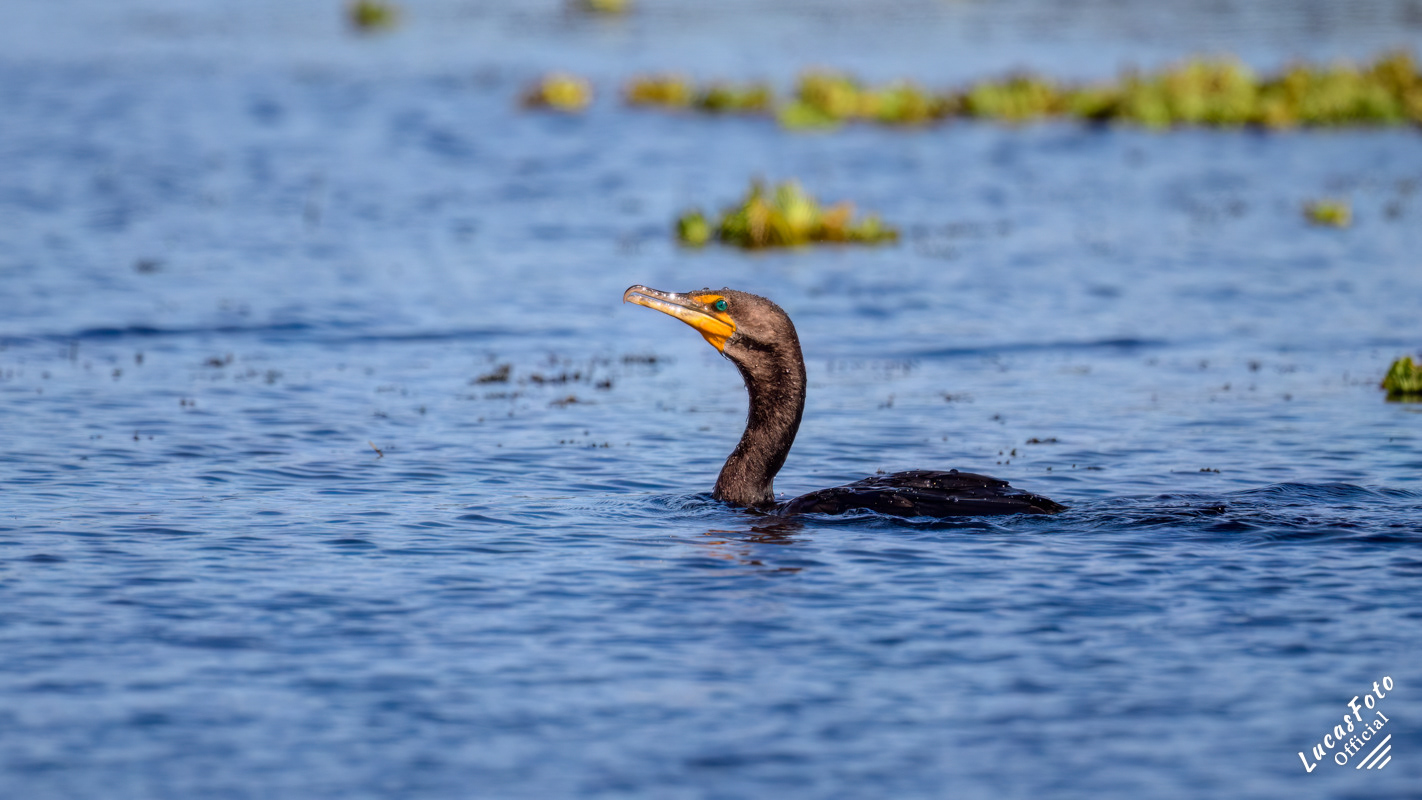 Double-crested cormorant