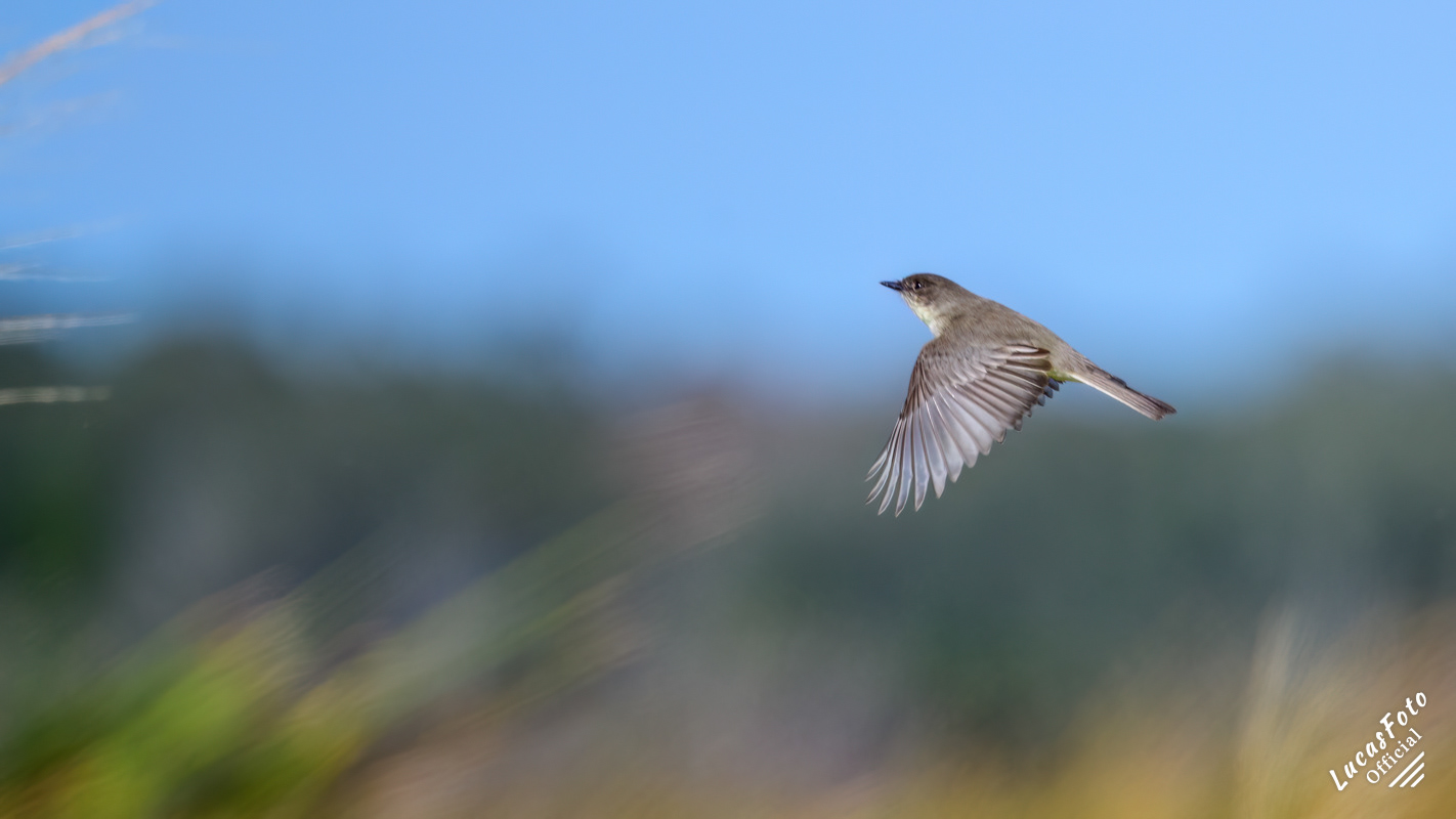 Eastern phoebe
