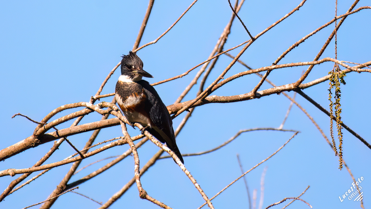 Belted Kingfisher