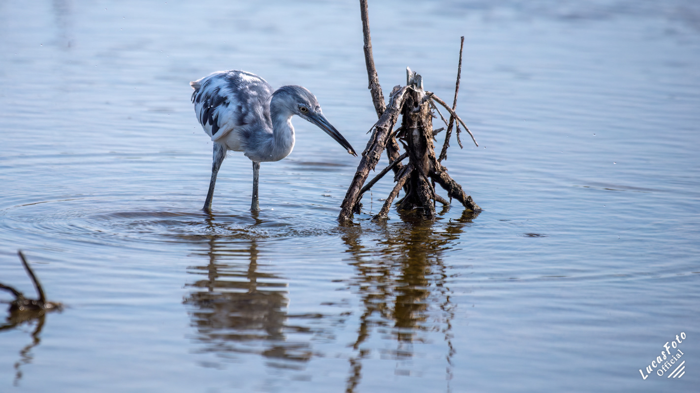 Juvenile Little Blue Heron