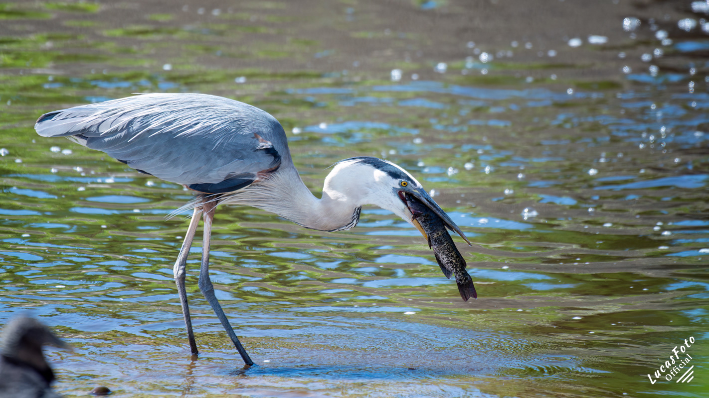 Great Blue Heron